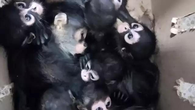 Debido a la forma en que eran transportados, algunos ejemplares presentaban lesiones