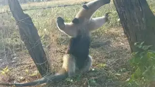 Calor extremo obliga a fauna en peligro a salir en El Sacrificio