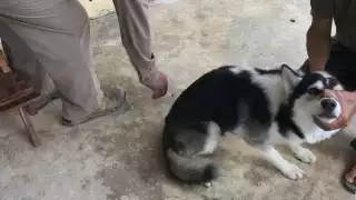 Llaman a vacunar mascotas en Campeche ante alerta por rabia en animales