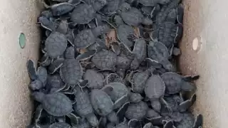 Isla Aguada y Sabancuy: la fauna feral pone en peligro a tortugas en proceso de anidación