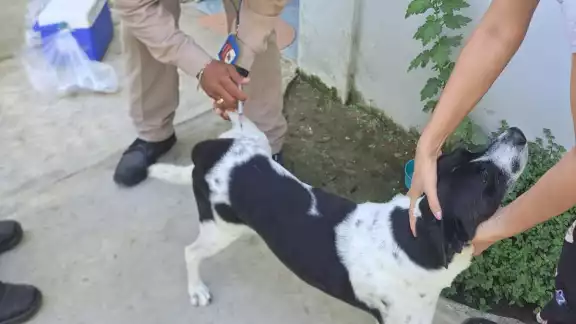 Este miércoles 22 de octubre de 2025 se realizará en Campeche la jornada estatal de vacunación antirrábica para perros y gatos. Este miércoles 22 de octubre de 2025 se realizará en Campeche la jornada estatal de vacunación antirrábica para perros y gatos.