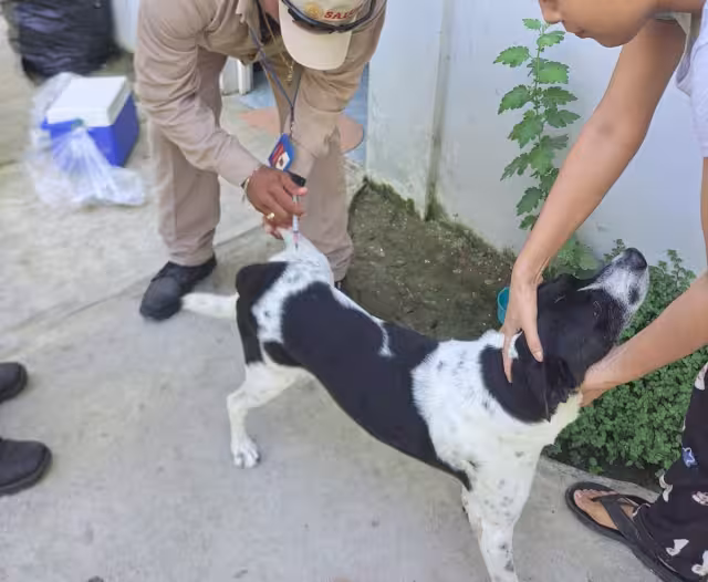 Este miércoles 22 de octubre de 2025 se realizará en Campeche la jornada estatal de vacunación antirrábica para perros y gatos.