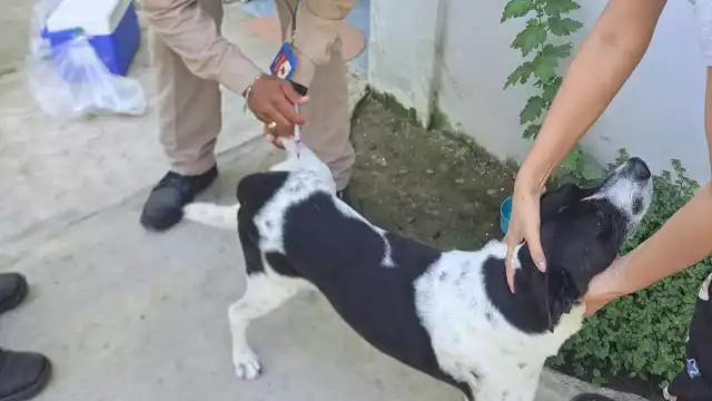 Este miércoles 22 de octubre de 2025 se realizará en Campeche la jornada estatal de vacunación antirrábica para perros y gatos.