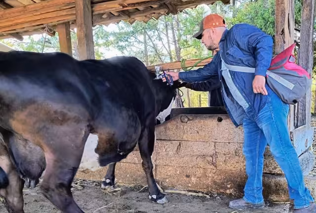 Más de 877 casos de gusano barrenador afectan al sector ganadero