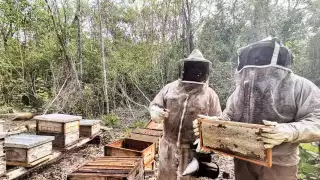 Apicultores de Tizimín tienen alta expectativa para la nueva temporada de producción de miel