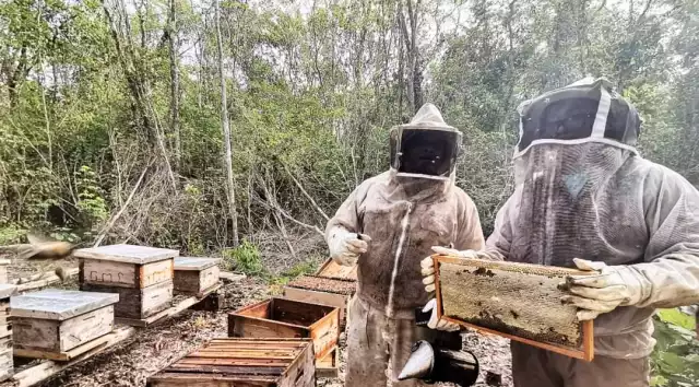 Apicultores de la región confían en que el precio de la próxima cosecha les deje adecuadas ganancias