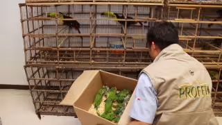 Campeche enfrenta un grave problema de tráfico ilegal de aves silvestres.