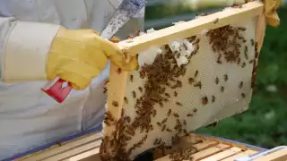 Cae producción de miel por sequía