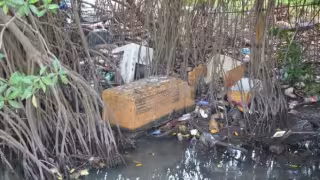 Campeche dispara la superficie de manglar perturbado: supera las 12 mil hectáreas