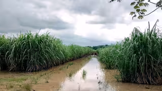 Las lluvias recientes en Othón P. Blanco han causado inundaciones que ponen en riesgo la producción de caña en la Ribera del Río Hondo