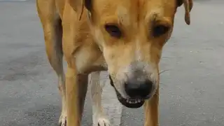 Investigan caso de “Hachi", perrita abusada sexualmente en Playa del Carmen