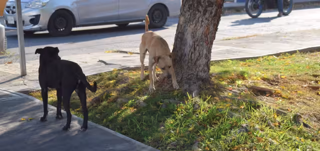 En el estado hay de 200 a 250 reportes diarios por crueldad animal.