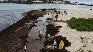 Recalan más de 30 toneladas de sargazo en la costa de Isla Mujeres