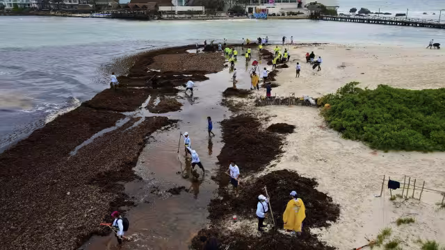Un total de 70 personas trabajaron en conjunto y retiraron con éxito la talofita antes del mediodía