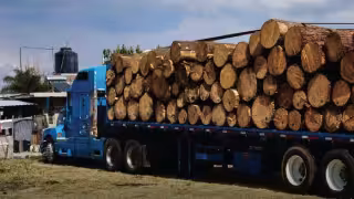 Profepa clausuró un centro de almacenamiento y transformación en Campeche.