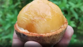 El k'oolok es un fruto nativo de la selva maya que hoy en día es cada vez menos conocido por las nuevas generaciones.