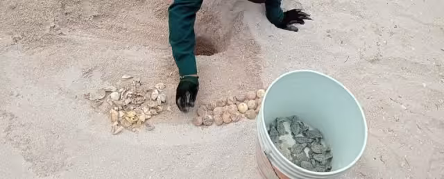 Se hallaron 30 tortugas marinas y 27 huevos