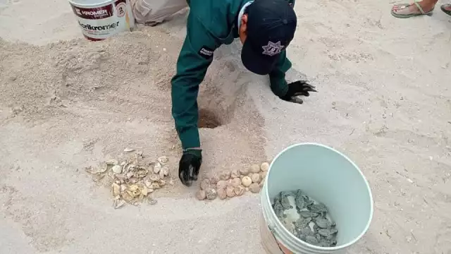 Se hallaron 30 tortugas marinas y 27 huevos