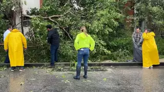 Suman más de 400 reportes por árboles y postes caídos en Mérida por las lluvias del Huracán Milton