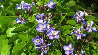 La pérdida de hábitat, la tala indiscriminada y el cambio climático son factores que afectan al guayacán