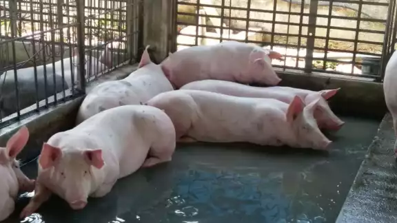 Revela un estudio la alarmante contaminación de la granja porcícola en Santa María Chi Revela un estudio la alarmante contaminación de la granja porcícola en Santa María Chi