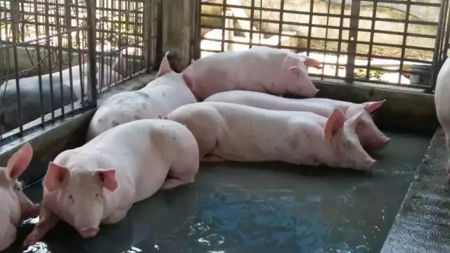 Revela un estudio la alarmante contaminación de la granja porcícola en Santa María Chi