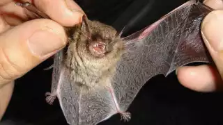 55 especies de murciélagos en Campeche: un valioso aliado ambiental en peligro