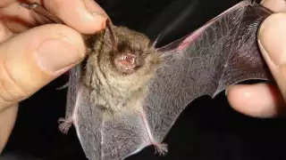 De encontrar varios animales de esta especie o de cualquier otra, se debe reportar al Colegio de la Frontera Sur para analizarlos