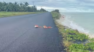 Piden más señalamientos por fauna en carretera Carmen–Puerto Real