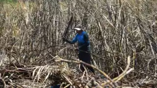 Productores de caña no dan abasto para la zafra 2024-2025.