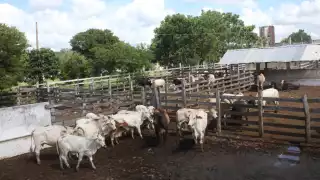 Ganaderos de Valladolid reportan dos encuentros del gusano barrenador; solo uno habría resultado positivo