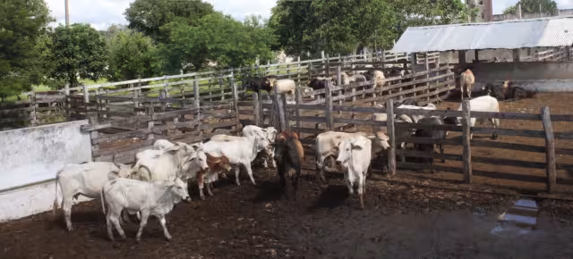 Se mantiene la vigilancia del gusano barrenador en Valladolid
