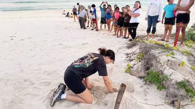 Liberan a más de 300 crías de tortuga en la Playa Chen Río, Cozumel