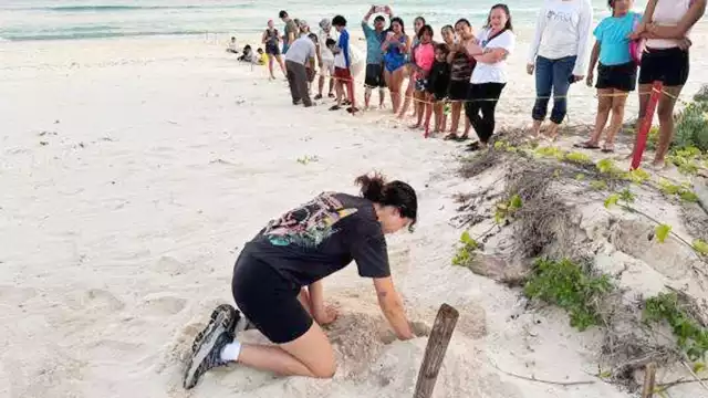Liberan a más de 300 crías de tortuga en la Playa Chen Río, Cozumel