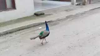 Pavo real  asombra en calles de Chiná, Campeche  