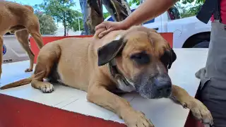 “Solovino", el perrito bombero de Cancún: Esta es la historia de cómo llegó a la estación   