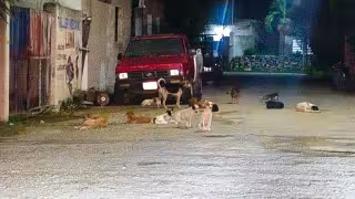Jaurías de hasta 15 perros preocupan a vecinos de Tizimín por riesgo de ataques