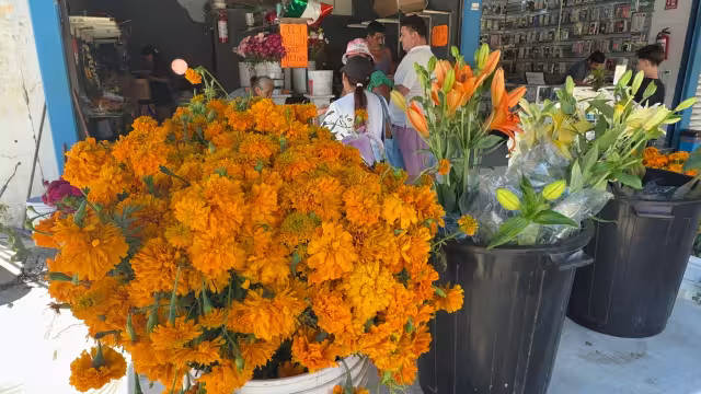 Comerciantes botánicos destacaron que en un escenario optimista, las ganancias podrían alcanzar un 60 y 70% de lo esperado para el 1 y 2 de noviembre