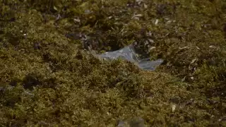 El sargazo tiene muchas funciones las cuales se pueden aprovechar