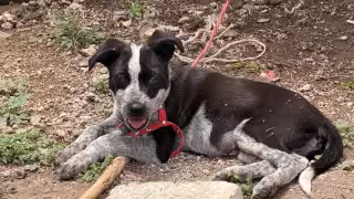 Semabicce: empresas sin MIA agravan impacto ambiental