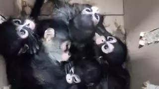 Debido a la forma en que eran transportados, algunos ejemplares presentaban lesiones