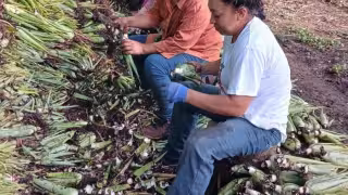 El cultivo cuenta con certificaciones nacionales e internacionales