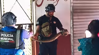 Comerciantes se llevan tremendo susto al encontrar una boa en el mercado de Motul