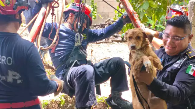 La perrita de nombre Osa fue rescatada con éxito