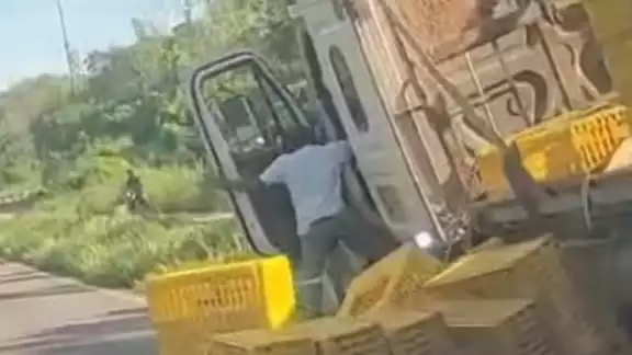 Tráiler que transportaba pollos pierde el control y vuelca en avenida de Felipe Carrillo Puerto Tráiler que transportaba pollos pierde el control y vuelca en avenida de Felipe Carrillo Puerto