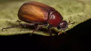 Los mayates: insectos voladores que solo salen cuando llueve