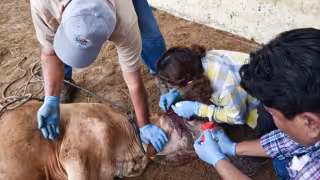Investigación alerta sobre expansión del gusano barrenador y aumento potencial de infestaciones