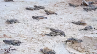 Cozumel libera casi 7 mil crías de tortuga marina durante la temporada 2026