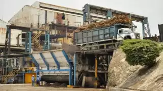 El sector realizó menores cosechas de lo esperado para esta temporada.