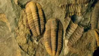 Diferentes animales extintos quedaron plasmados en este tipo de material